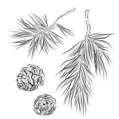 A coniferous branch with cedar cones. Graphic clipart