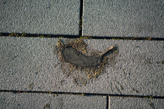 Old squashed banana on footpath