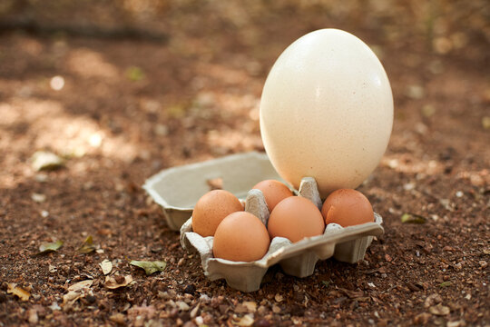 White and brown eggs in carton on land