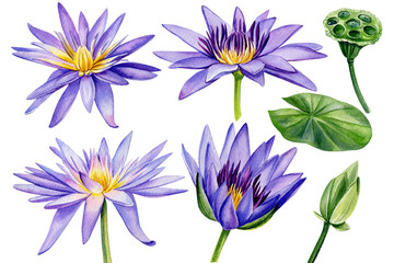 Fototapeta na wymiar Lotus watercolor illustration isolated on white background. Hand painted Violet flowers. Botanical illustration. 