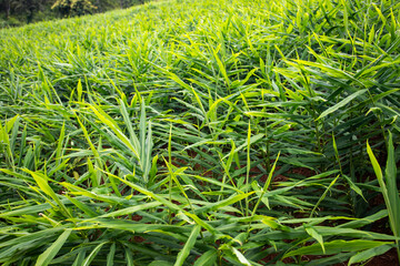 Ginger field on the mountain, Ginger growing on the slope hill