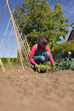 Woman working in her vegetable garden, Italy