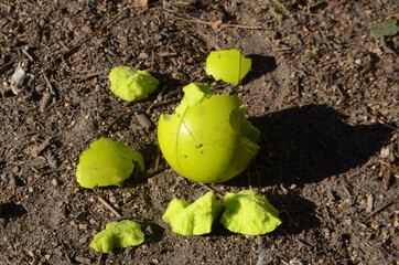 Yellow soft tennis ball after encounter with a playful dog.