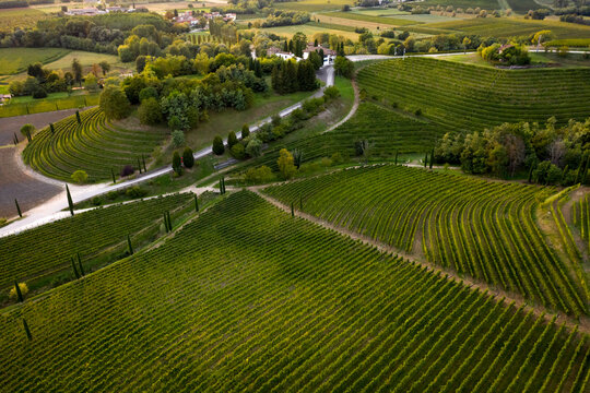 Italy, Friuli Venezia Giulia, Brazzano, Aerial view of vast hillside vineyard in spring
