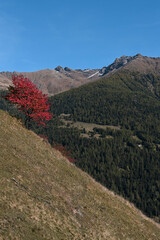 autunno montagna foliage 