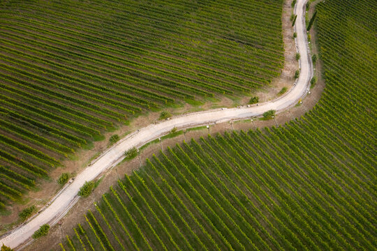Italy, Friuli Venezia Giulia, Brazzano, Aerial view of winding country road across vast green vineyard