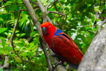 selective focus of red carrot on tree branch