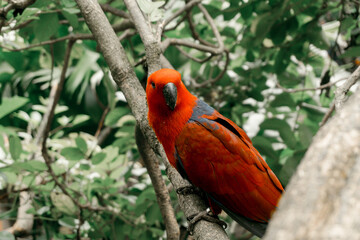selective focus of red carrot on tree branch