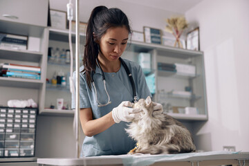 Asian veterinarian in uniform with stethoscope examines fluffy grey cat in clinic