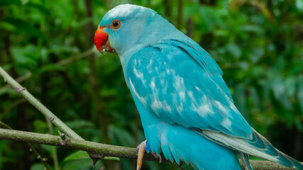 selective focus of blue parrot on tree branch