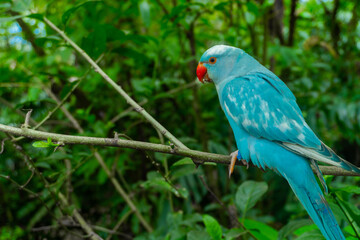 selective focus of blue parrot on tree branch