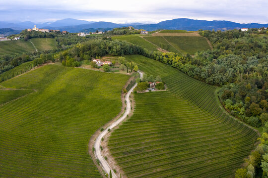 Italy, Friuli Venezia Giulia, Brazzano, Aerial view of winding country road across vast green vineyard