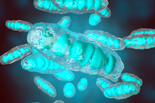 Visualization of anatomically correct mitochondrion
