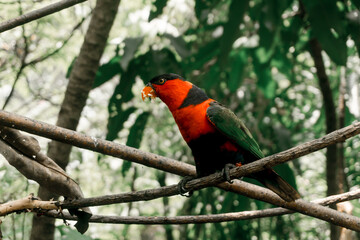 selective focus of black head carrot on tree branch