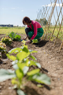 Woman working in her vegetable garden, Italy