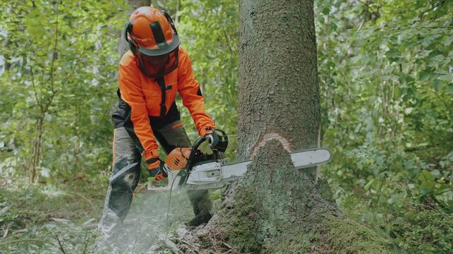Woman logger in the forest, female specialist in protective gear cuts a tree with a chainsaw, works on deforestation.