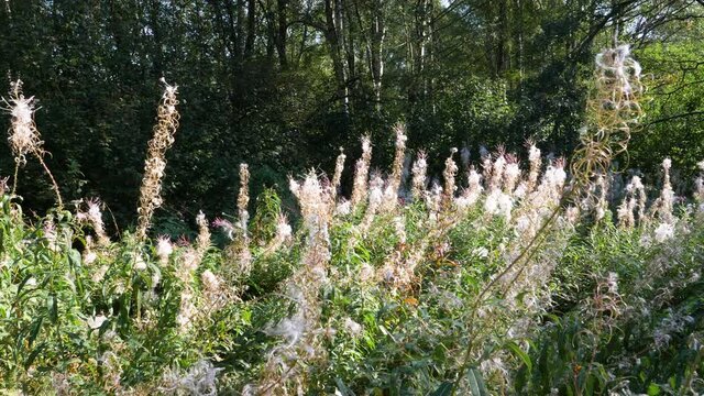 Close up of Fireweed Plant in Capsule and Seed Stage with Daylight