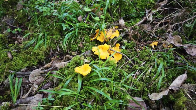 Chanterelle Mushroom Growing on the Forest Floor, Dolly