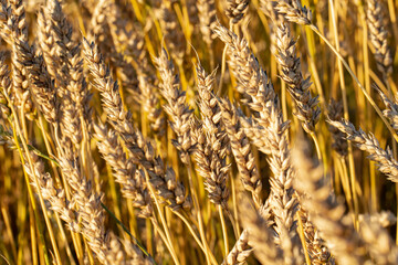 Wheat ears with ripe grain close up as background