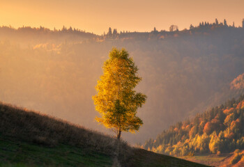 Beautiful alone tree on the hill in mountains at sunset in autumn in Ukraine. Colorful landscape with yellow tree, golden sunlight, grass, fields and meadows, orange sky and forest in fall. Nature