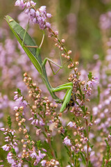 Gottesanbeterin mit Beute (Hummel)
