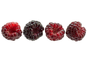 Cumberland hybrid raspberry and blackberry