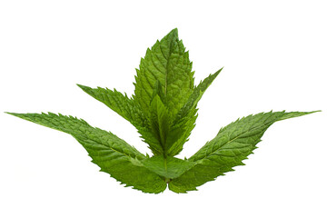 Mint leaf closeup on white