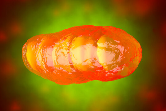 3D rendered Illustration, visualisation of a Mitochondrion, organelle