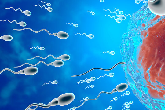 3D Rendered Illustration, visualisation of sperm cells racing to a egg to fertilise