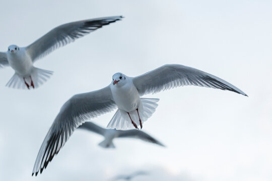 Germany,&Ocirc;&oslash;&Omega;Mecklenburg-Western&Ocirc;&oslash;&Omega;Pomerania, Prerow, Black-headed&Ocirc;&oslash;&Omega;gulls&Ocirc;&oslash;&Omega;(Chroicocephalus&Ocirc;&oslash;&Omega;ridibundus)&Ocirc;&oslash;&Omega;in flight
