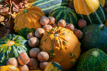 Peanuts and decorative pumpkins or gourds among fall's colored leaves enlightened by sunset