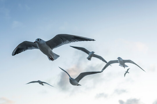 Germany,&Ocirc;&oslash;&Omega;Mecklenburg-Western&Ocirc;&oslash;&Omega;Pomerania, Prerow, Low angle view of flock of&Ocirc;&oslash;&Omega;black-headed&Ocirc;&oslash;&Omega;gulls&Ocirc;&oslash;&Omega;(Chroicocephalus&Ocirc;&oslash;&Omega;ridibundus)&Ocirc;&oslash;&Omega;flying against sky