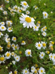 White daisies grow on a green meadow