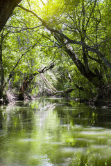 A river hidden in the forest, a river under trees in the forest, a beautiful river in the forest