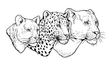 Portrait of lion, leopard and puma. Digital template for coloring.	