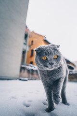 Katze auf einer verschneiten Terrasse