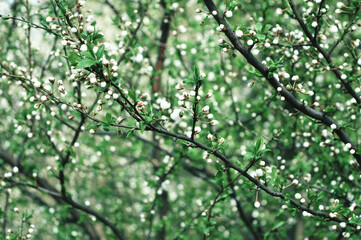 cherry tree in full bloom in a garden in a sunny day .cherry blossoms. cover page environment ecology or greenery wallpaper