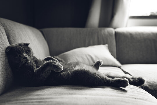 Scottish fold Katze entspannt sich auf dem Sofa