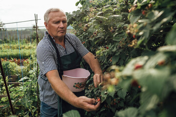 Gardener harvesting berries in garden
