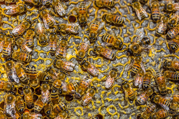 Close-up of honeybees sitting on honeycombs