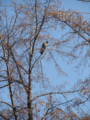 birds on a tree