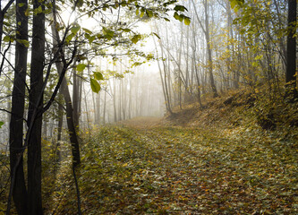 The forest road is covered with fresh autumn leaves of maple, oak and elm on an autumn foggy morning
