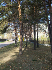 walk in the park