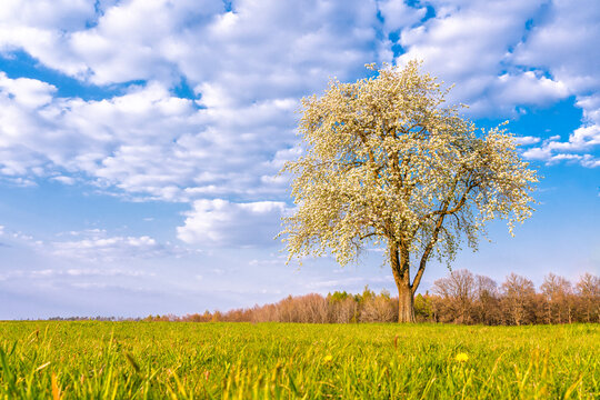 Scenic view of cherry tree amidst meadow against sky in Swabian Forest