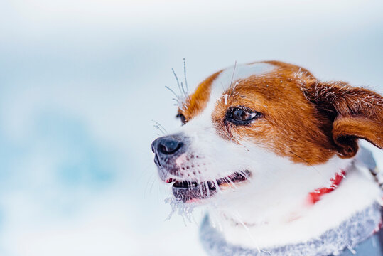 Portrait of little dog in winter
