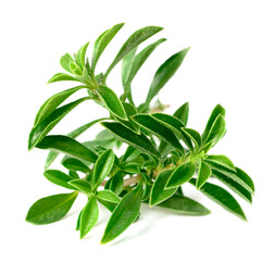 fresh Winter savory (Satureja montana) isolated on white background