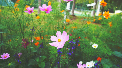 Autumn flowers blooming in the garden. 