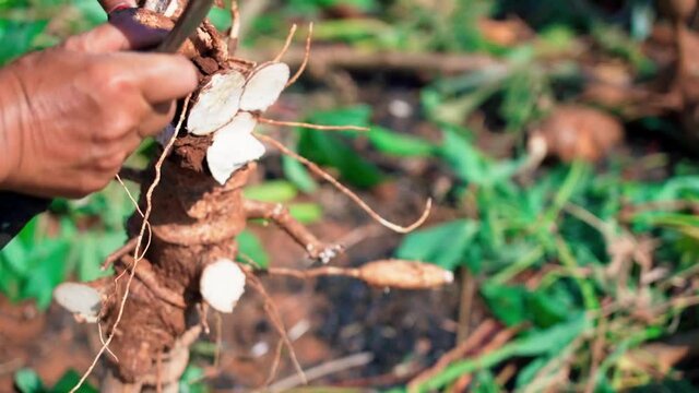 Close up cut cassava plant on farm