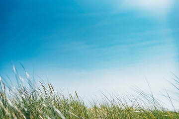 Grass growing on field against blue sky, Poland