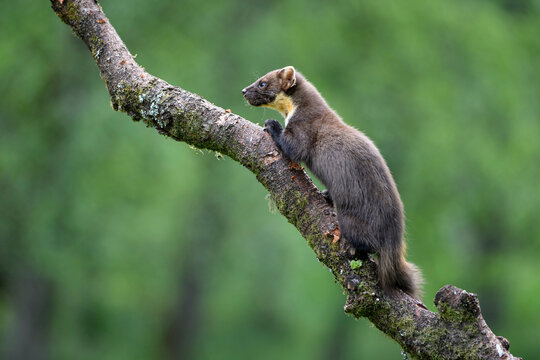 Pine marten on tree in forest at Scotland